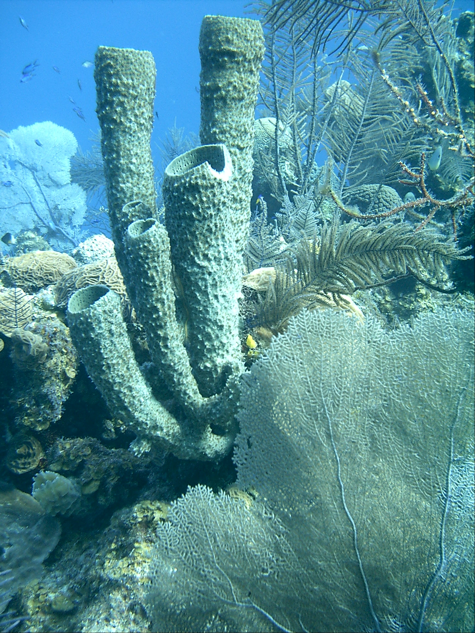 scuba diver entering water