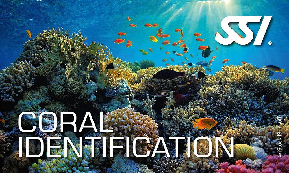 coral identification ssi