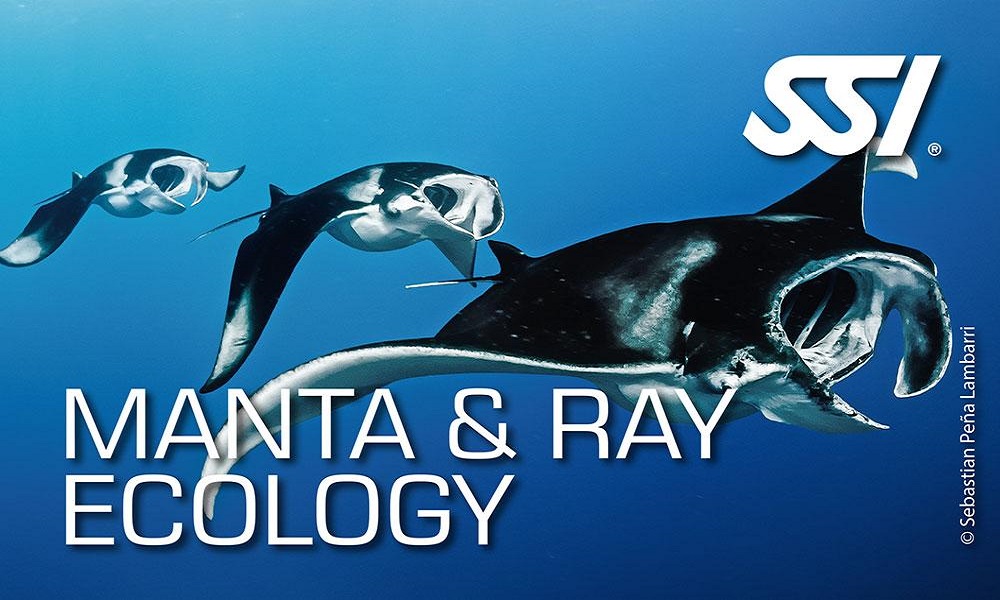 manta and ray ecology ssi