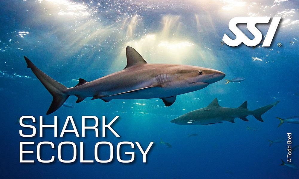 shark ecology ssi
