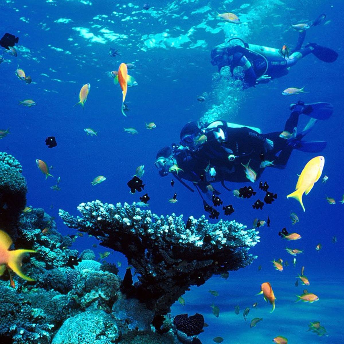 scuba diving with fish and coral
